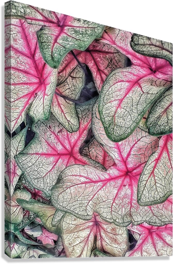 V1170 Canvas Print