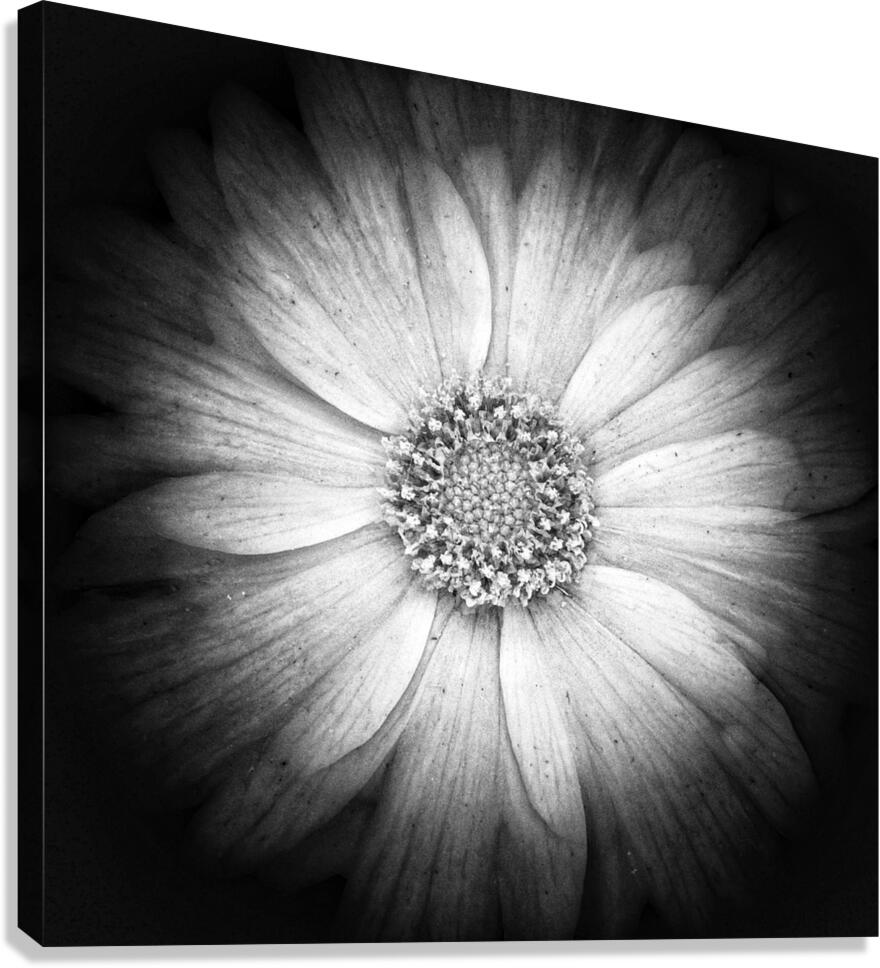 V1183 Canvas Print