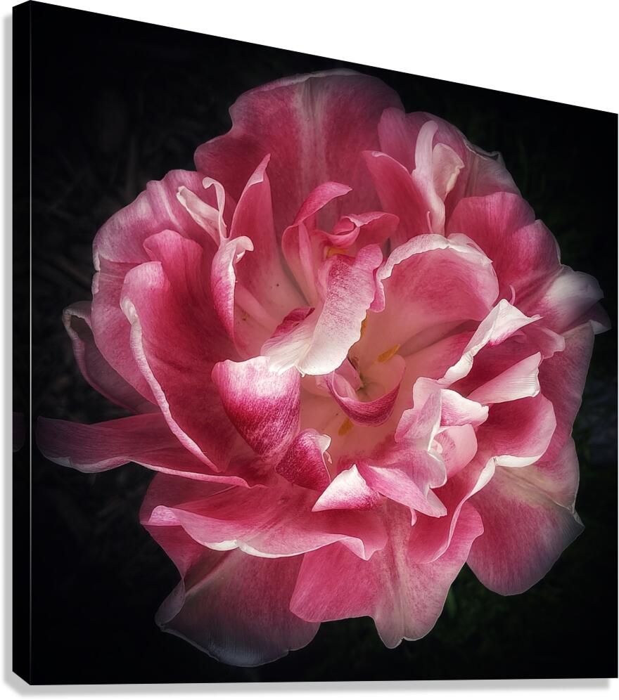 V1184 Canvas Print