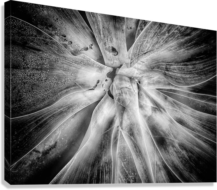 V1186 Canvas Print