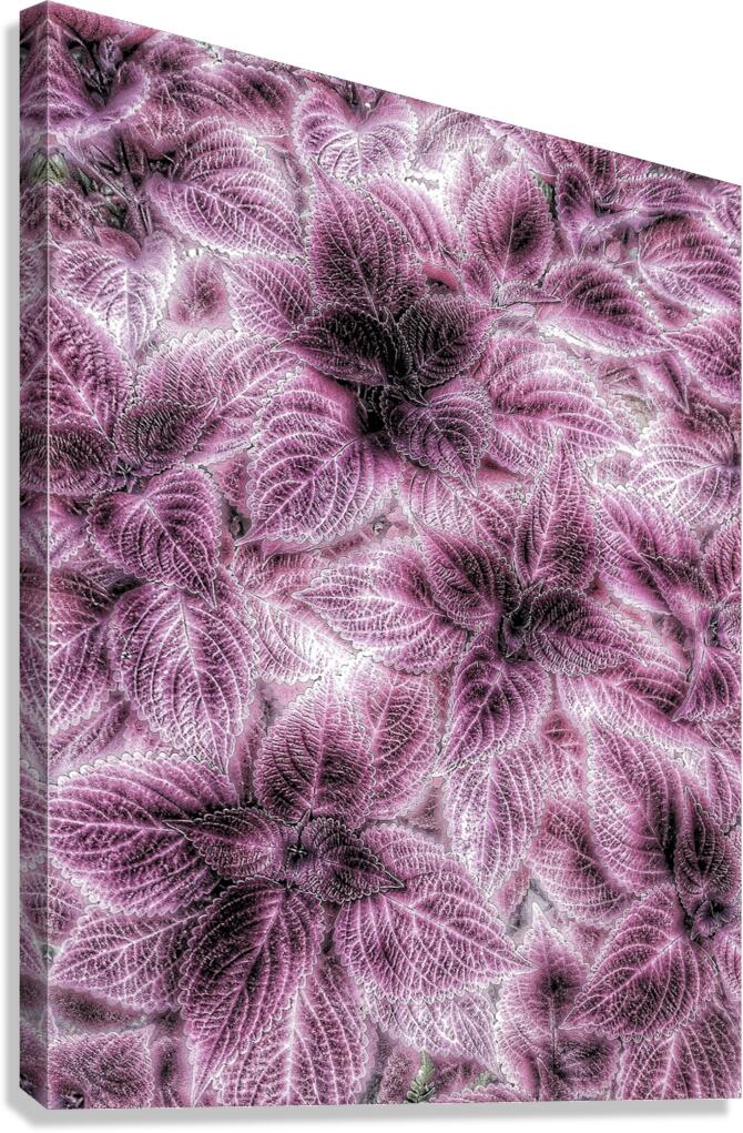 V1187 Canvas Print
