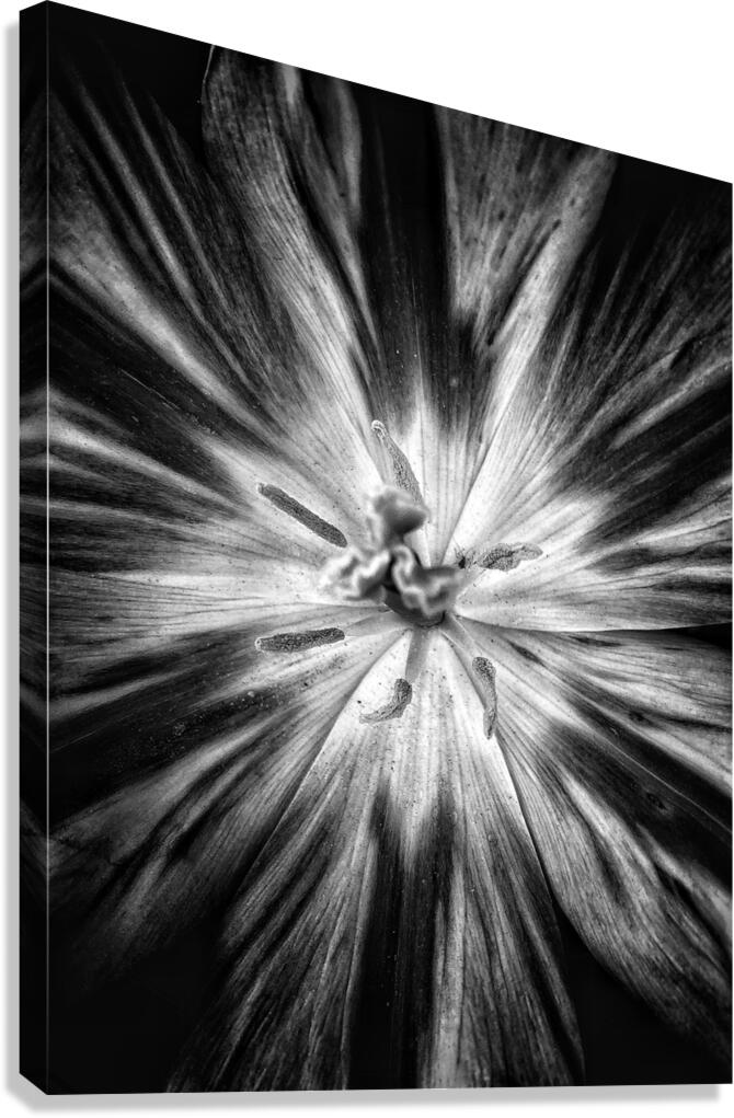 V1194 Canvas Print