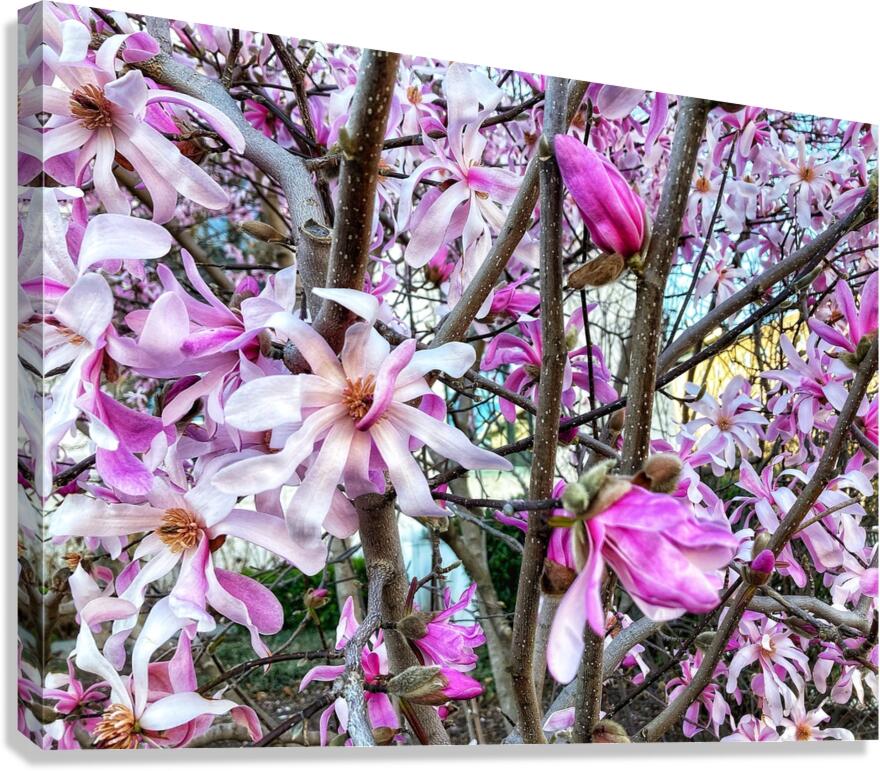 V1196 Canvas Print