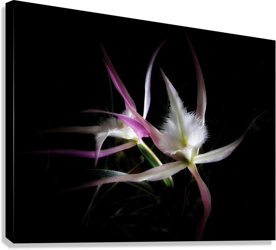 V1200 Canvas Print