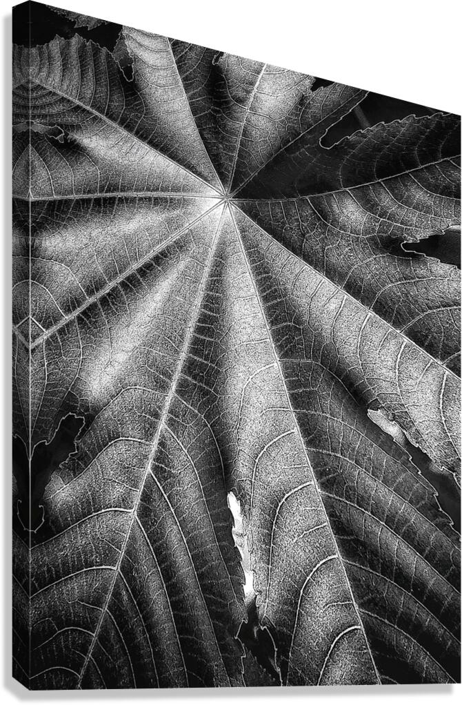 V1201 Canvas Print
