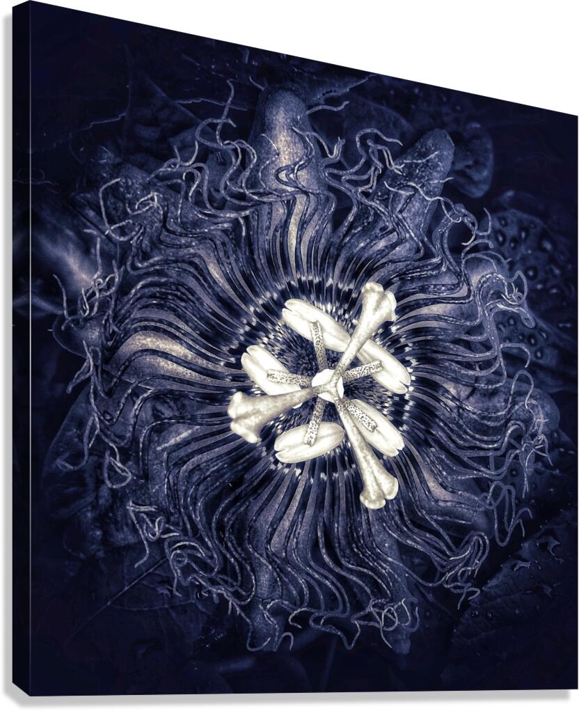 V1202 Canvas Print