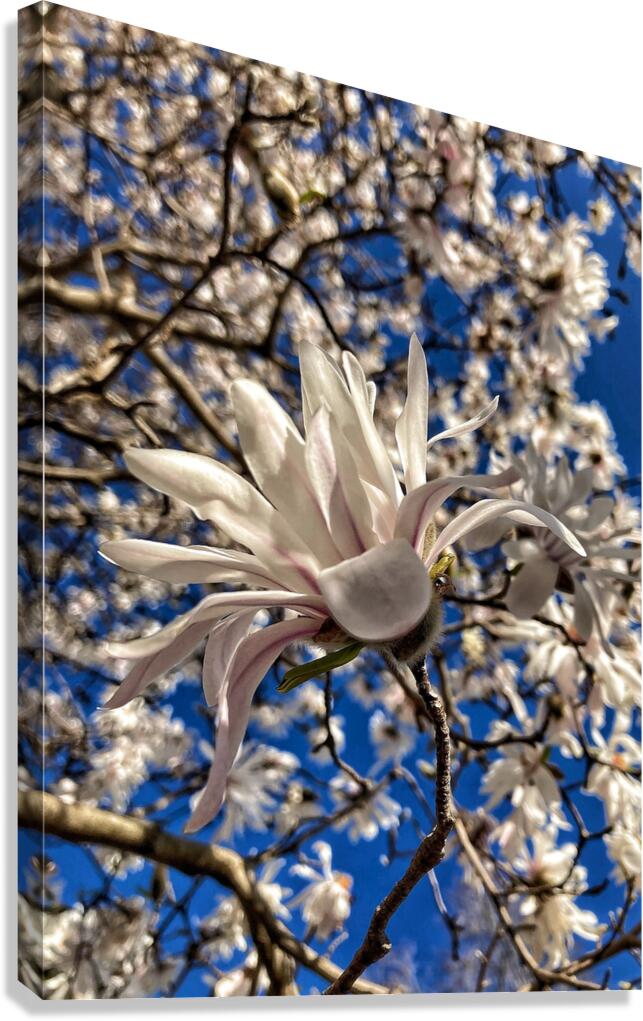 V1203 Canvas Print