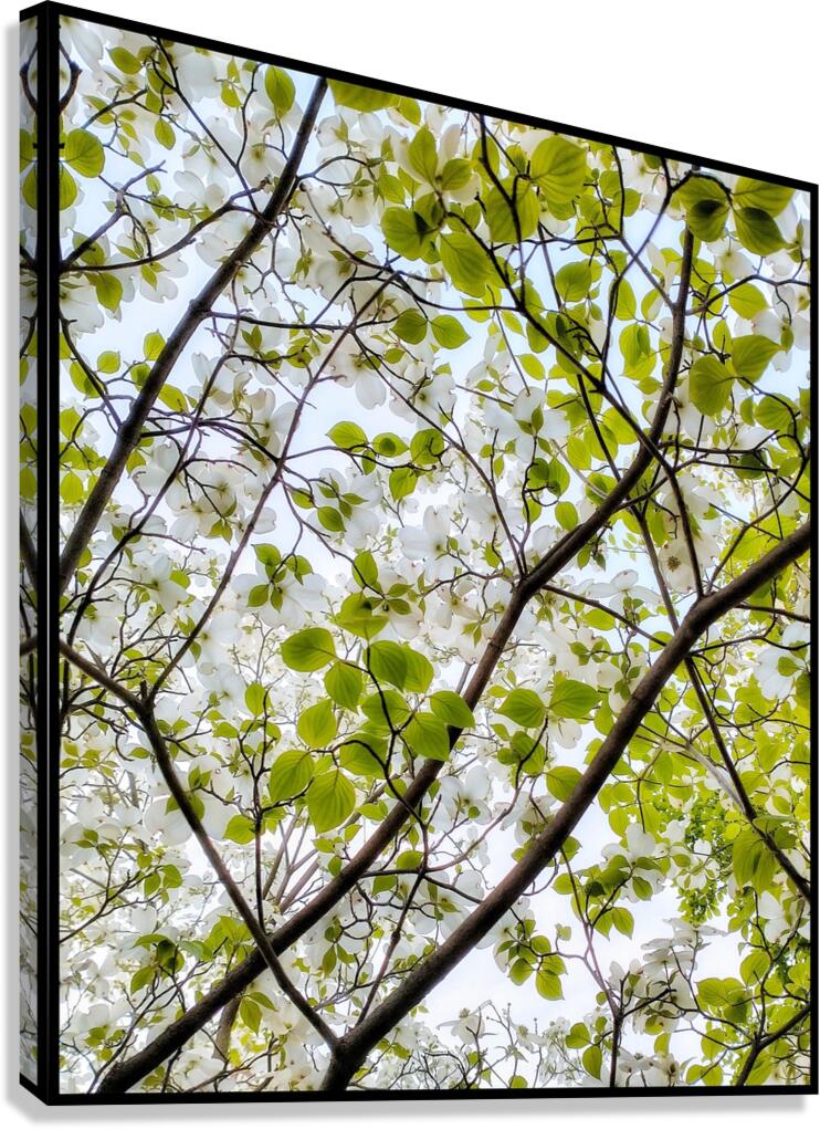 V1205 Canvas Print