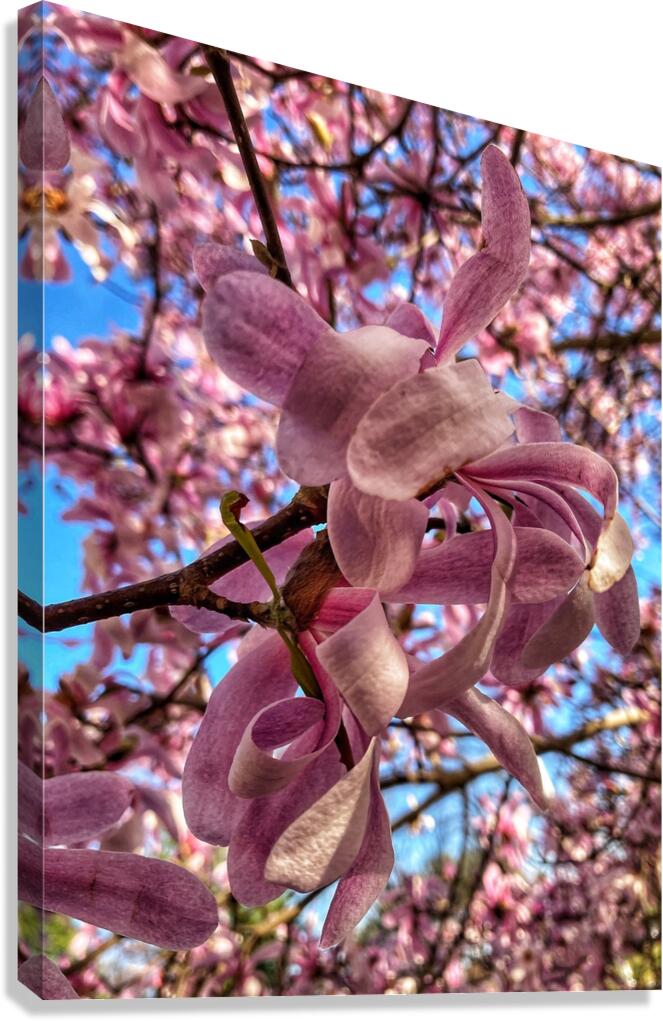 V1206 Canvas Print