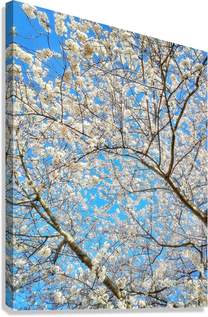 V1210 Canvas Print