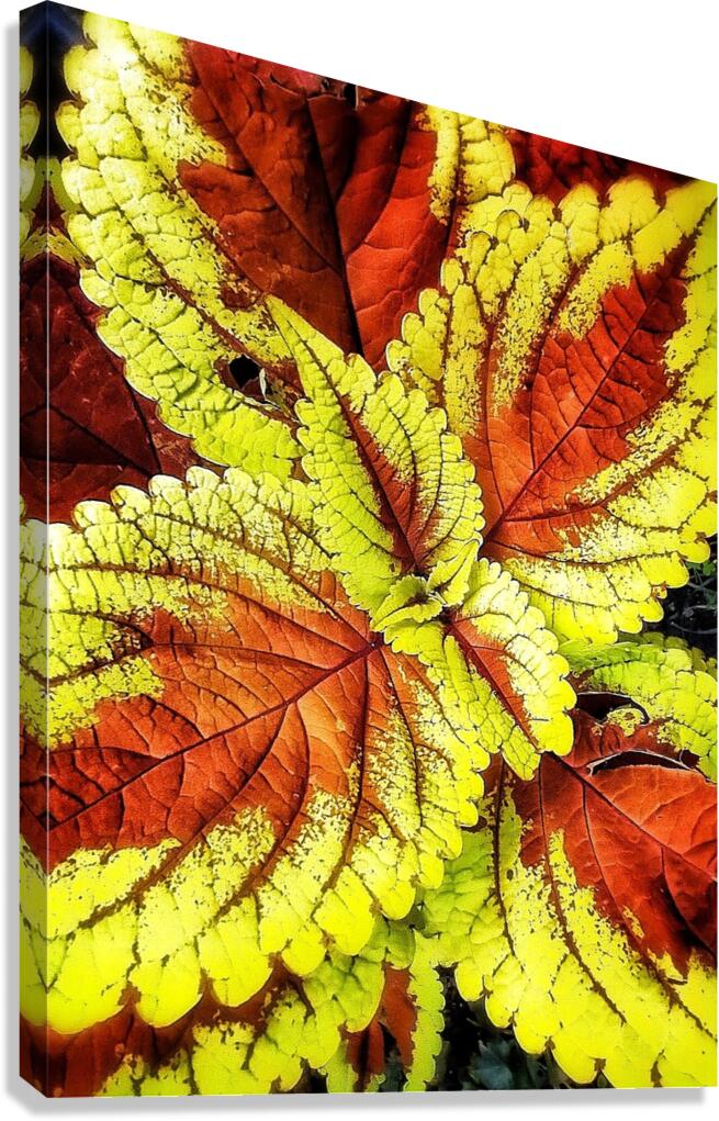 V1212 Canvas Print