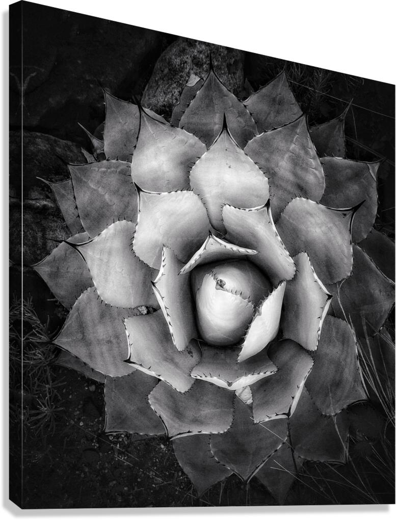 V1213 Canvas Print