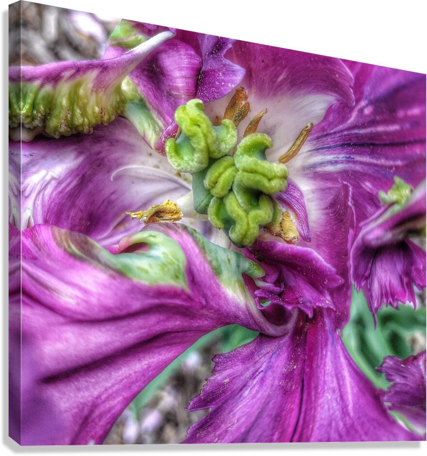 V1214 Canvas Print