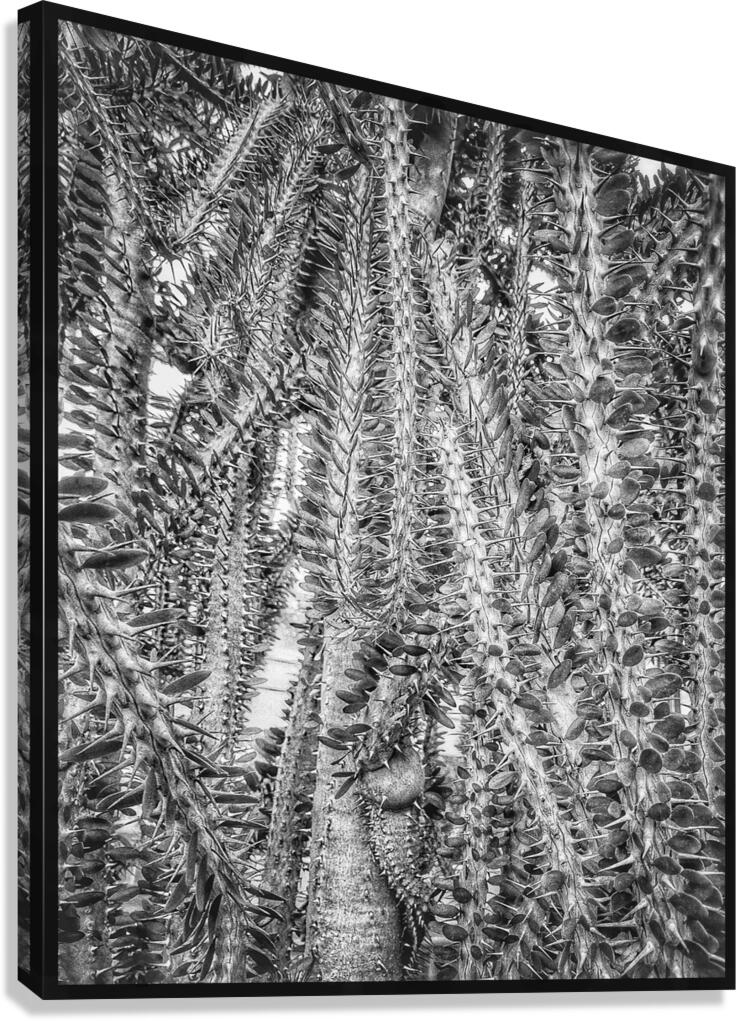 V1215 Canvas Print