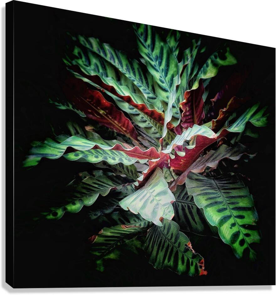V1218 Canvas Print