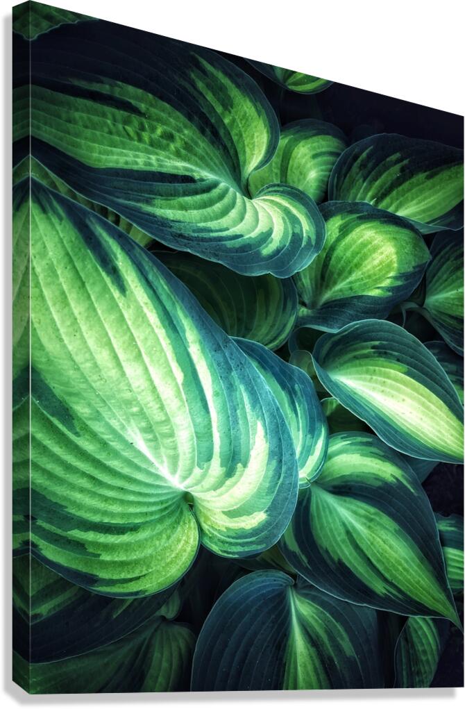 V1242 Canvas Print