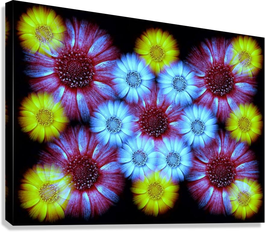 V1244 Canvas Print