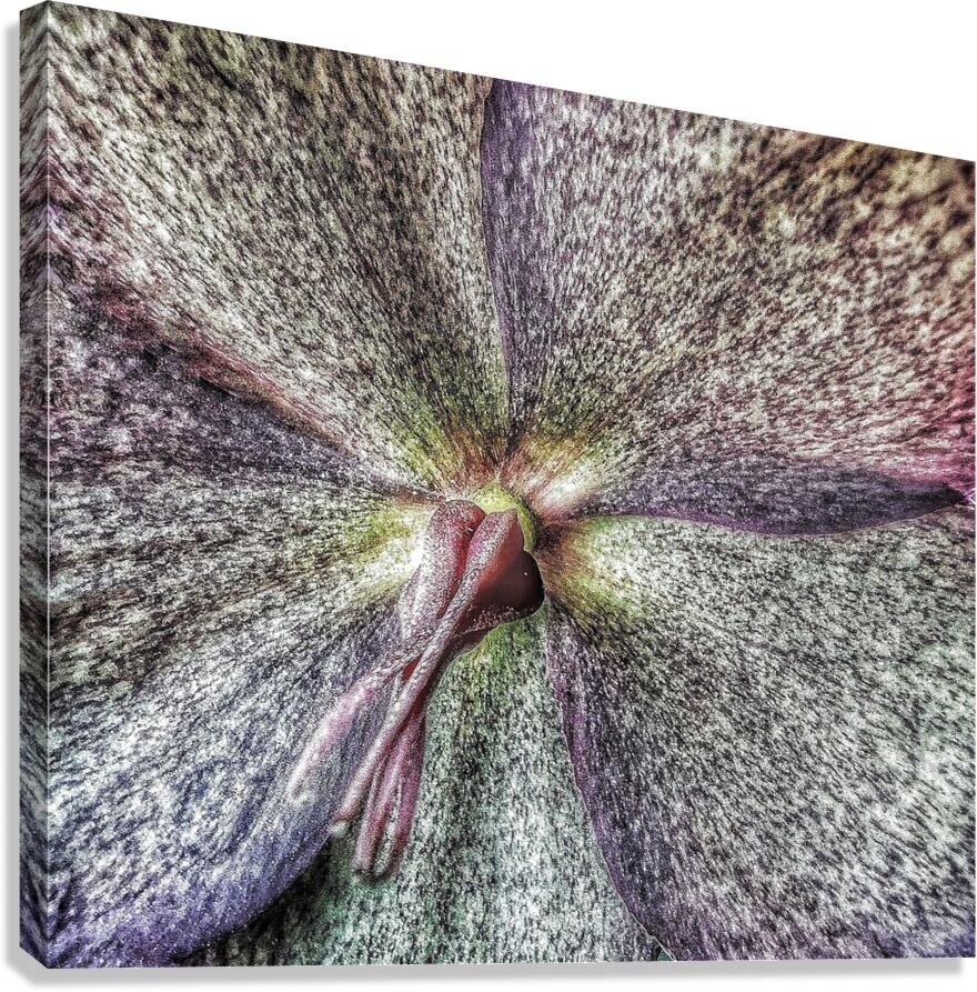 V1248 Canvas Print