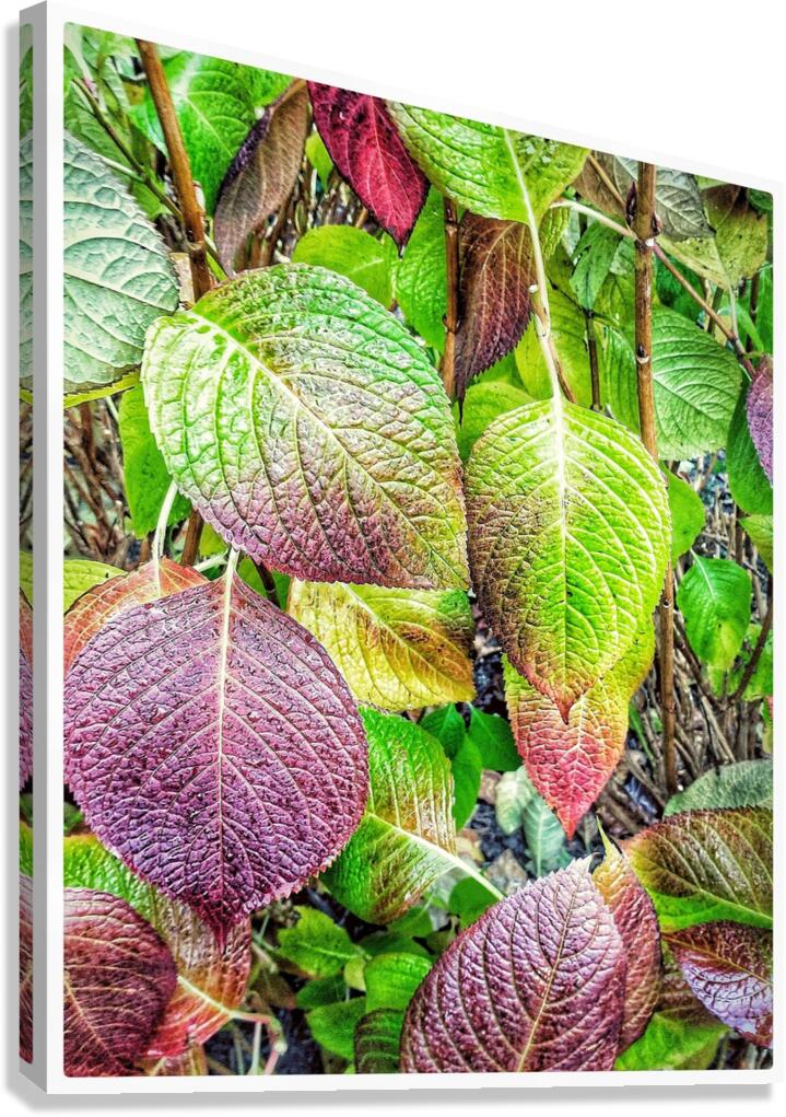 V1268 Canvas Print