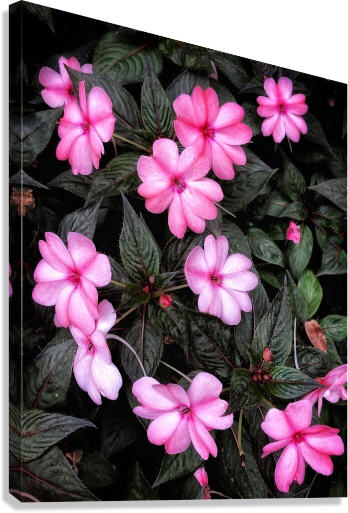 V1271 Canvas Print