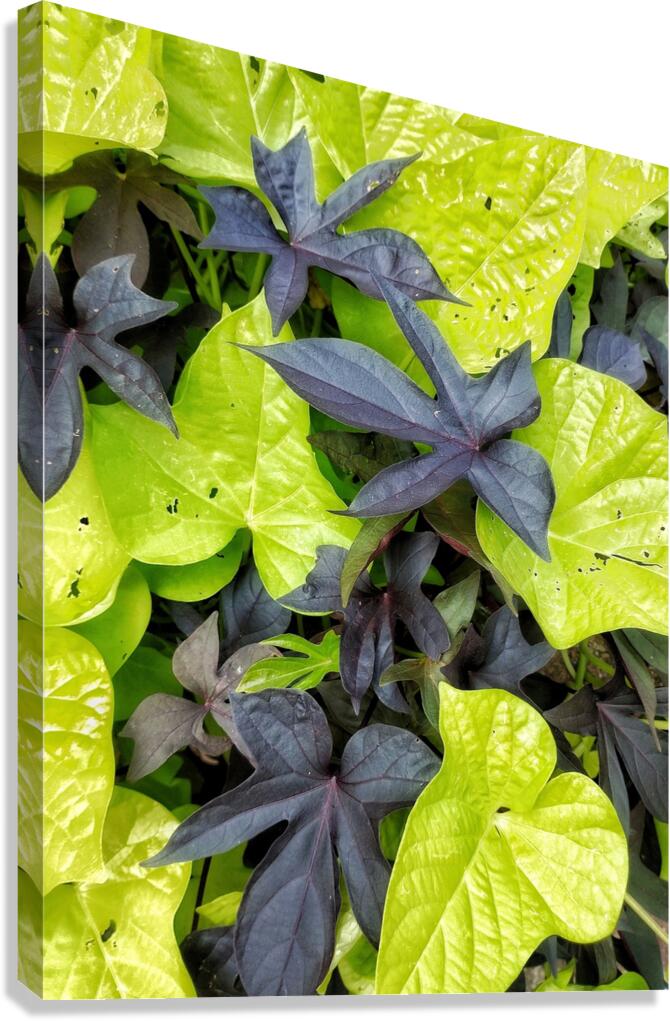 V1276 Canvas Print