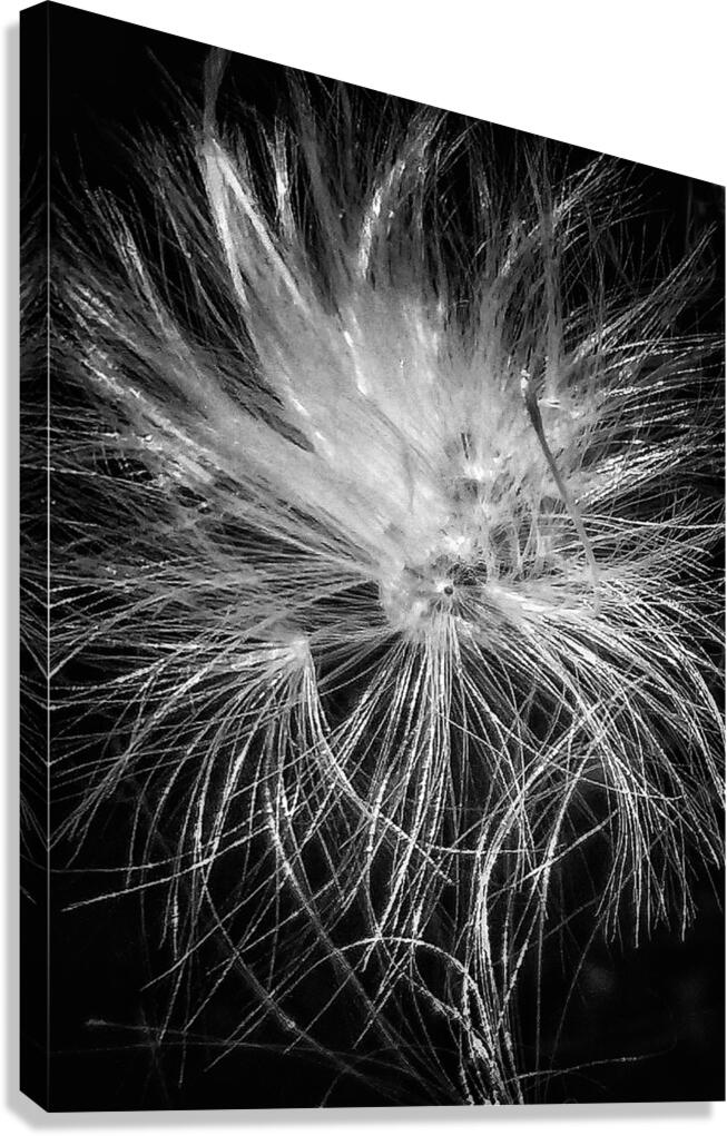 V1277 Canvas Print
