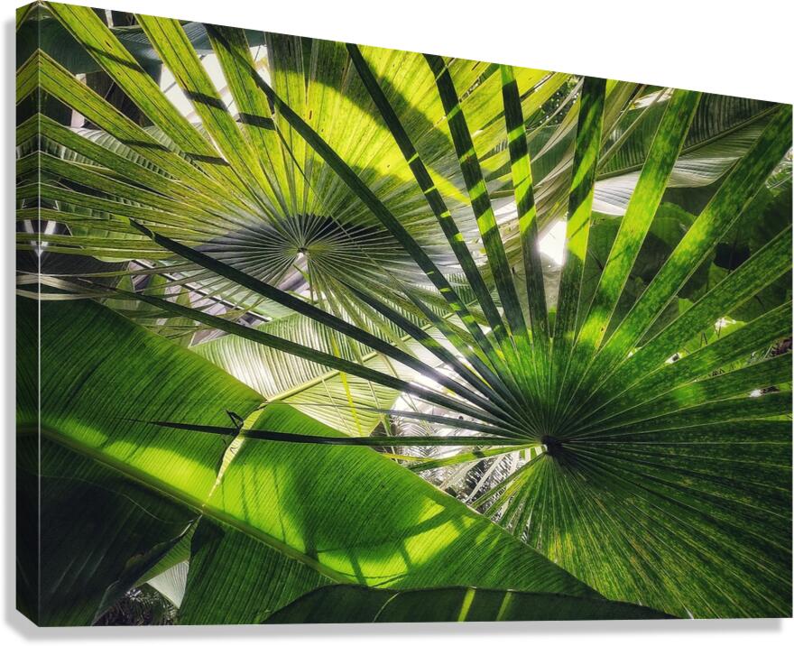 V1279 Canvas Print
