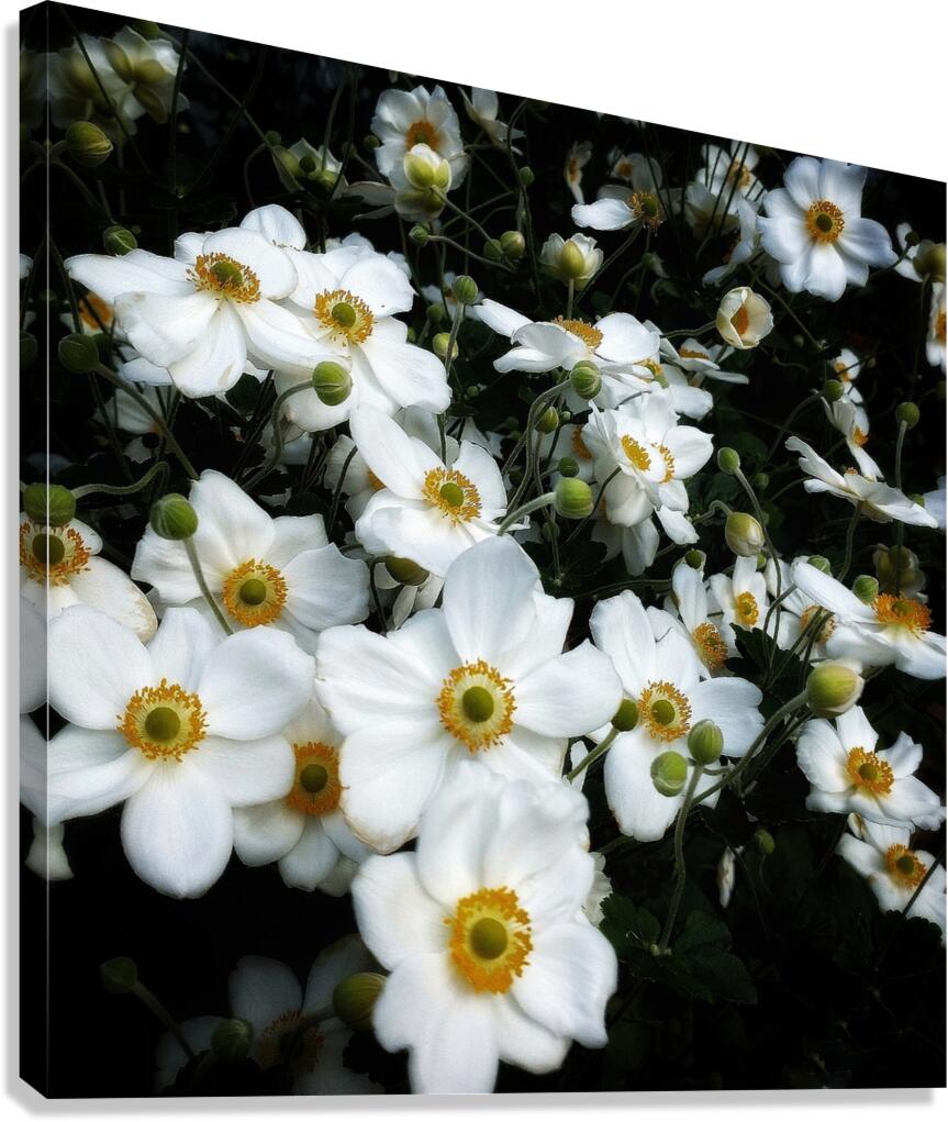 V1286 Canvas Print