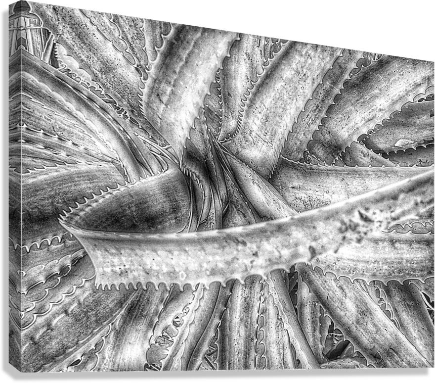 V1287 Canvas Print