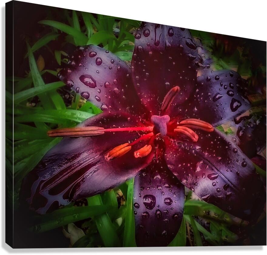V1292 Canvas Print