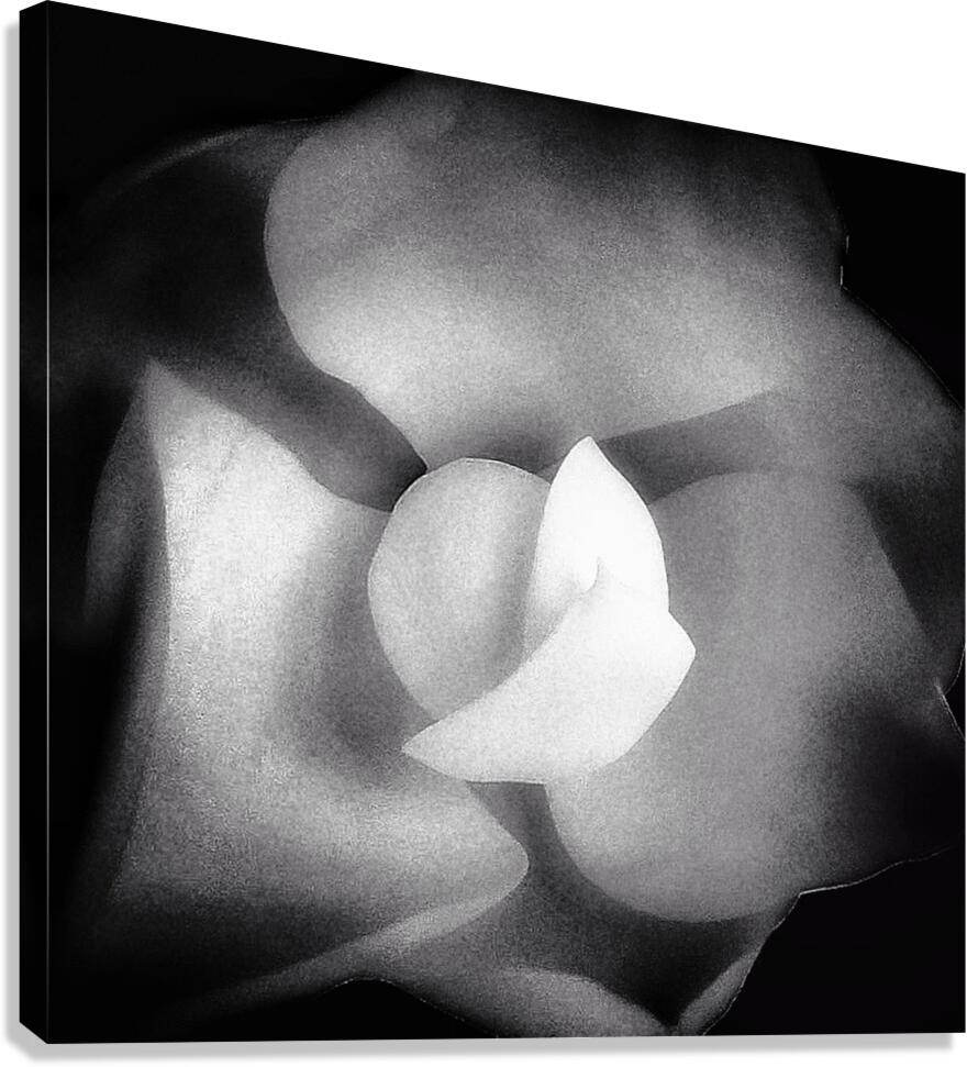 V1293 Canvas Print