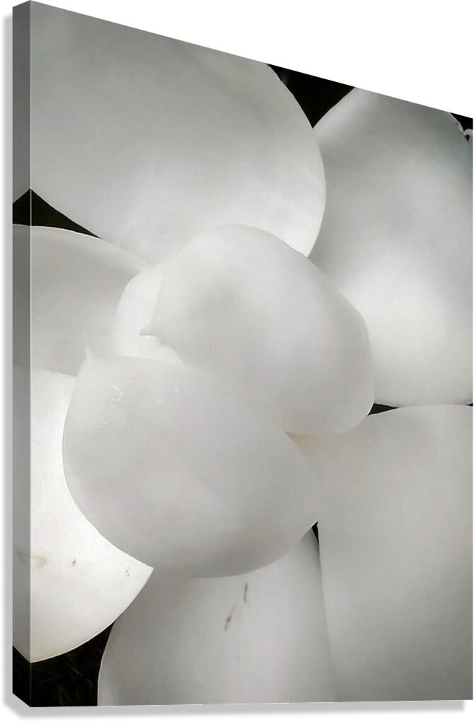 V1295 Canvas Print