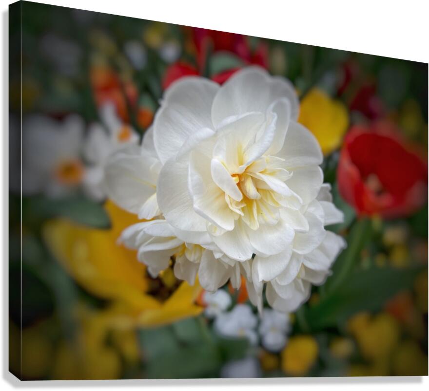 V1296 Canvas Print