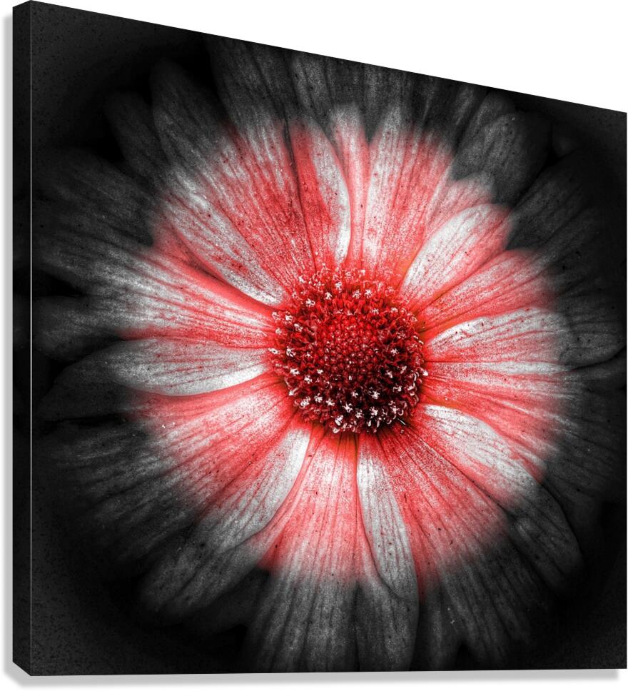 V1297 Canvas Print