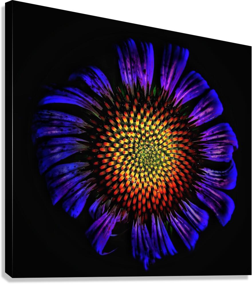 V1298 Canvas Print