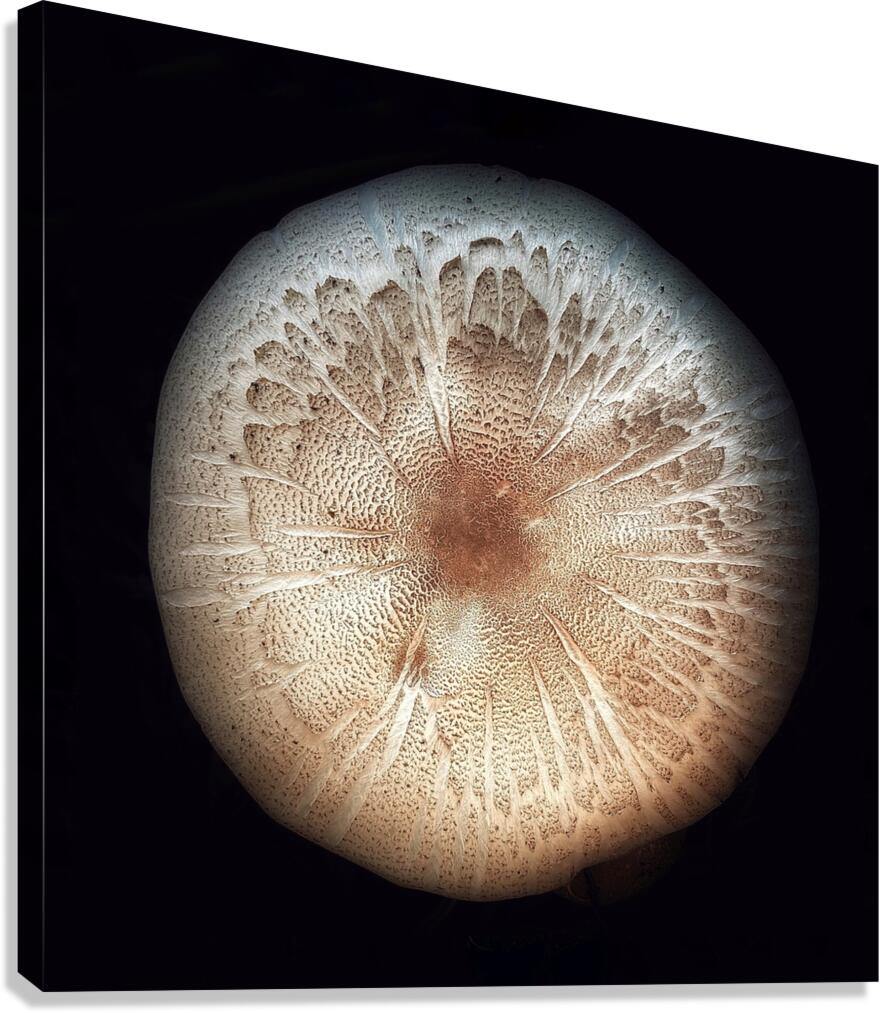 V1320 Canvas Print