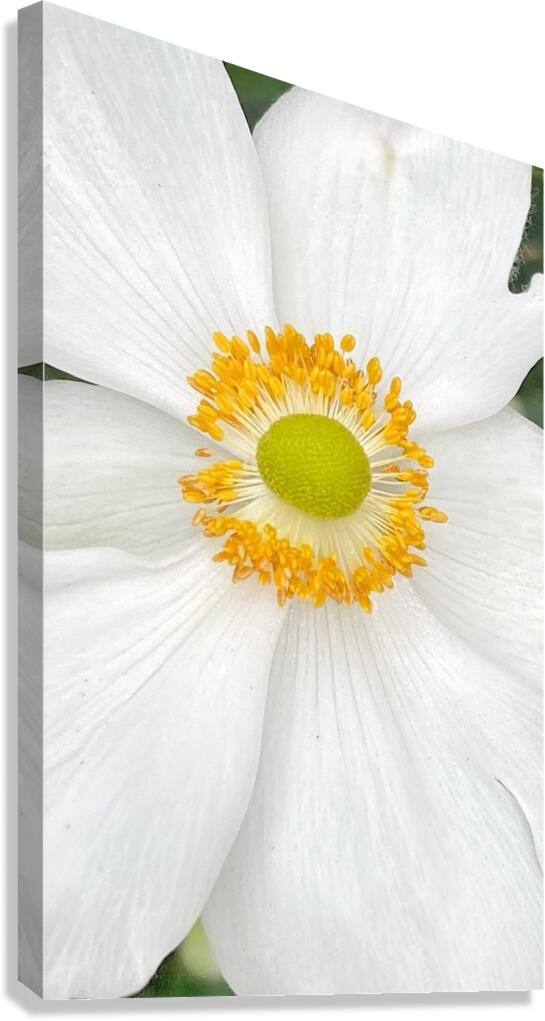 V1326 Canvas Print