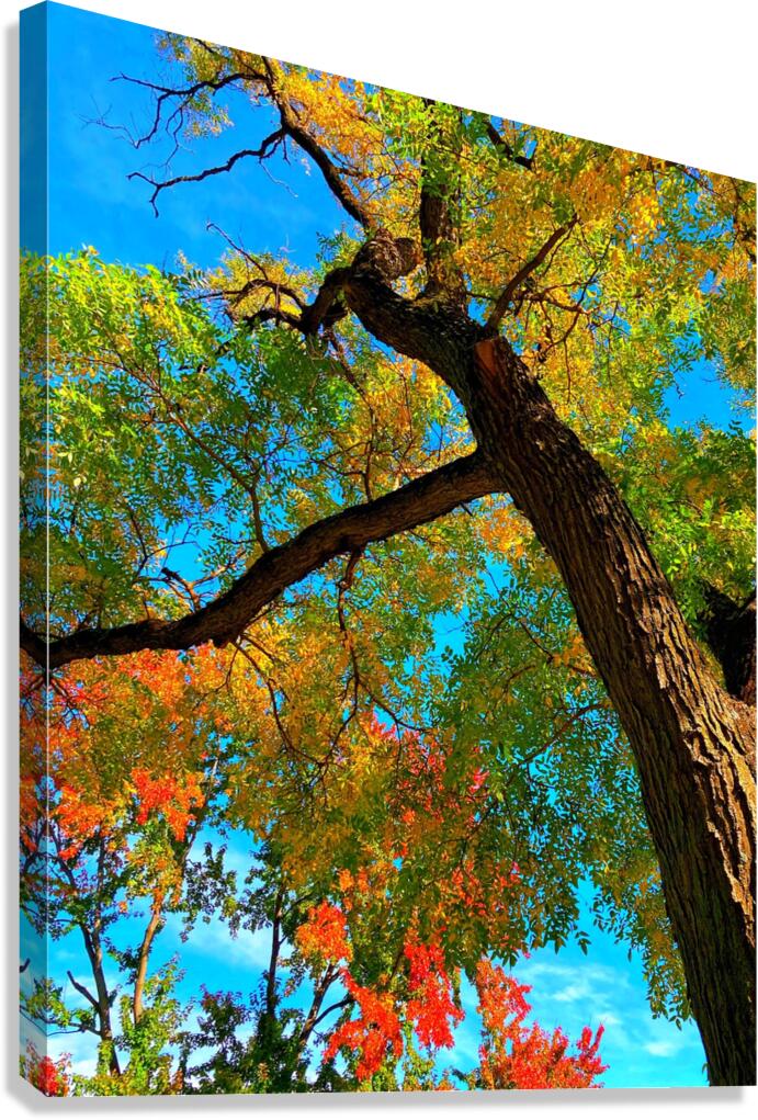 V1333 Canvas Print