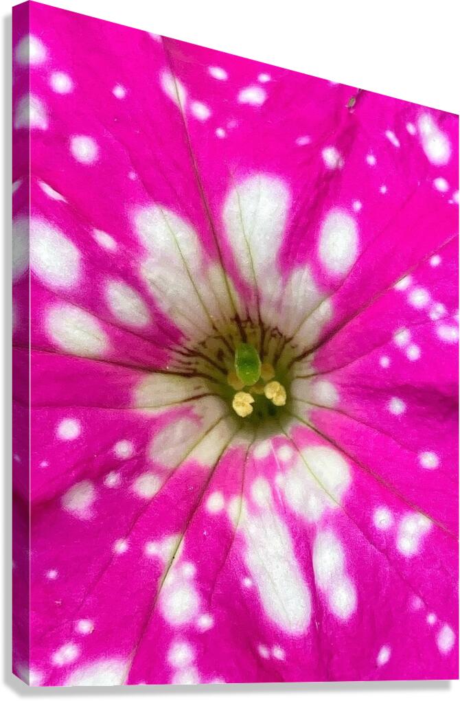 V1336 Canvas Print