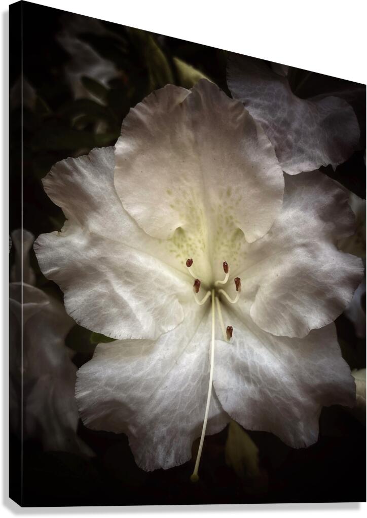 V1342 Canvas Print