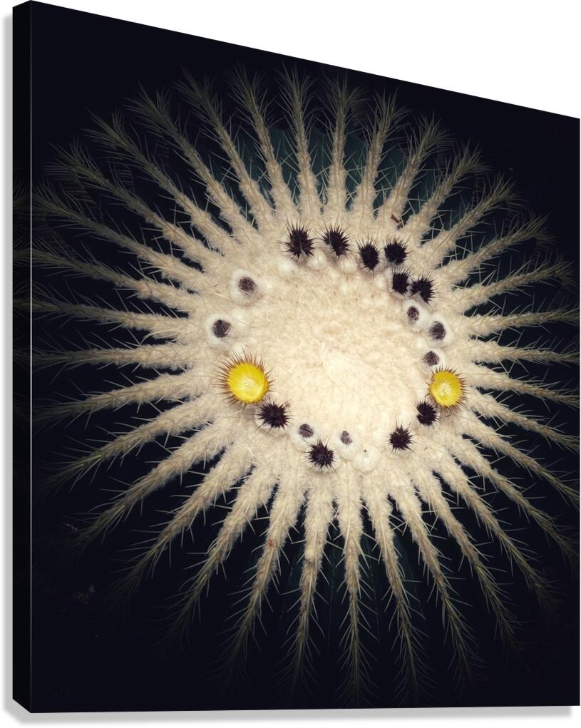 V1345 Canvas Print
