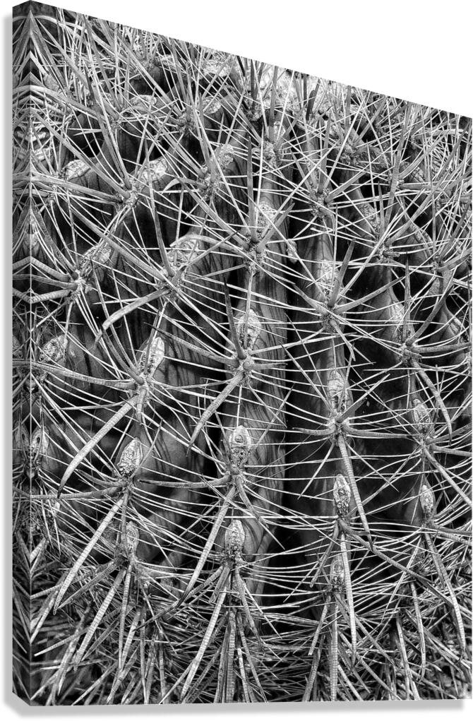 V1346 Canvas Print