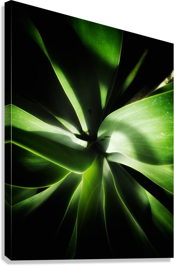 V1347 Canvas Print