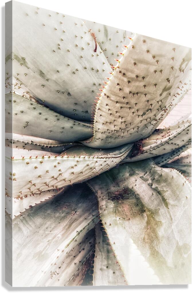 V1349 Canvas Print