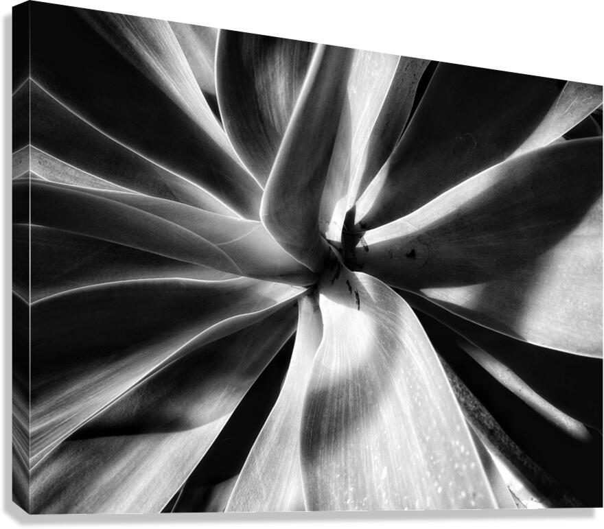 V1350 Canvas Print