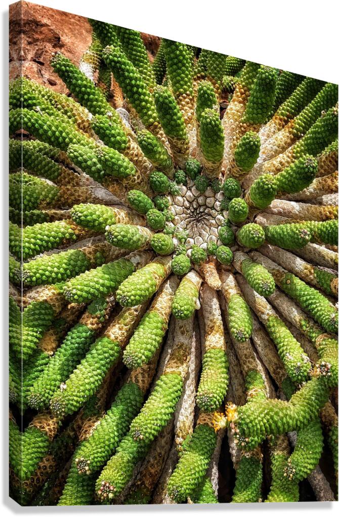 V1351 Canvas Print