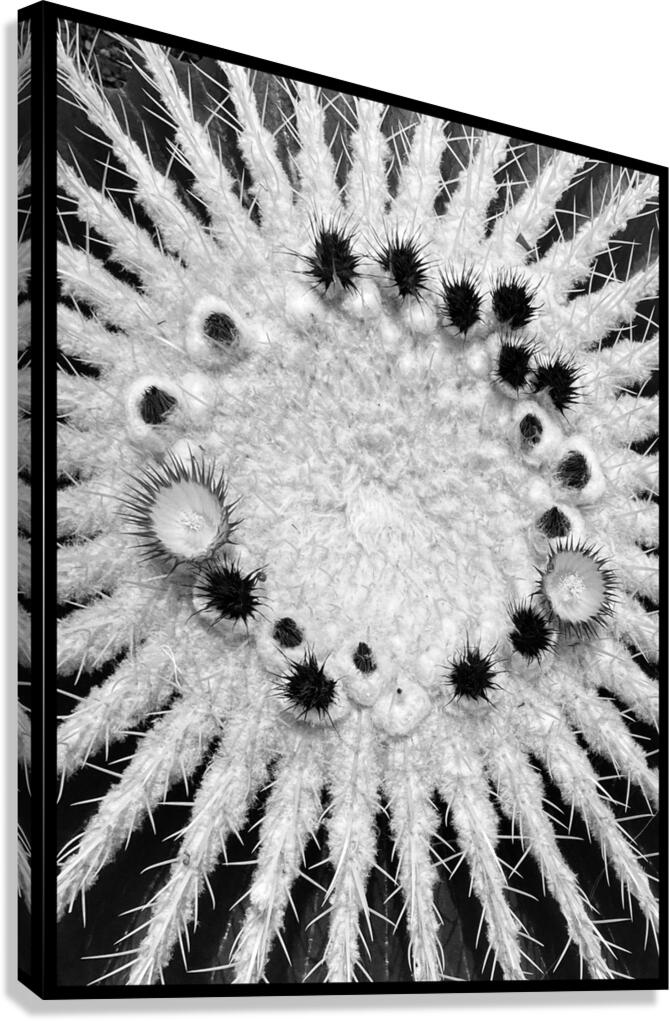 V1352 Canvas Print