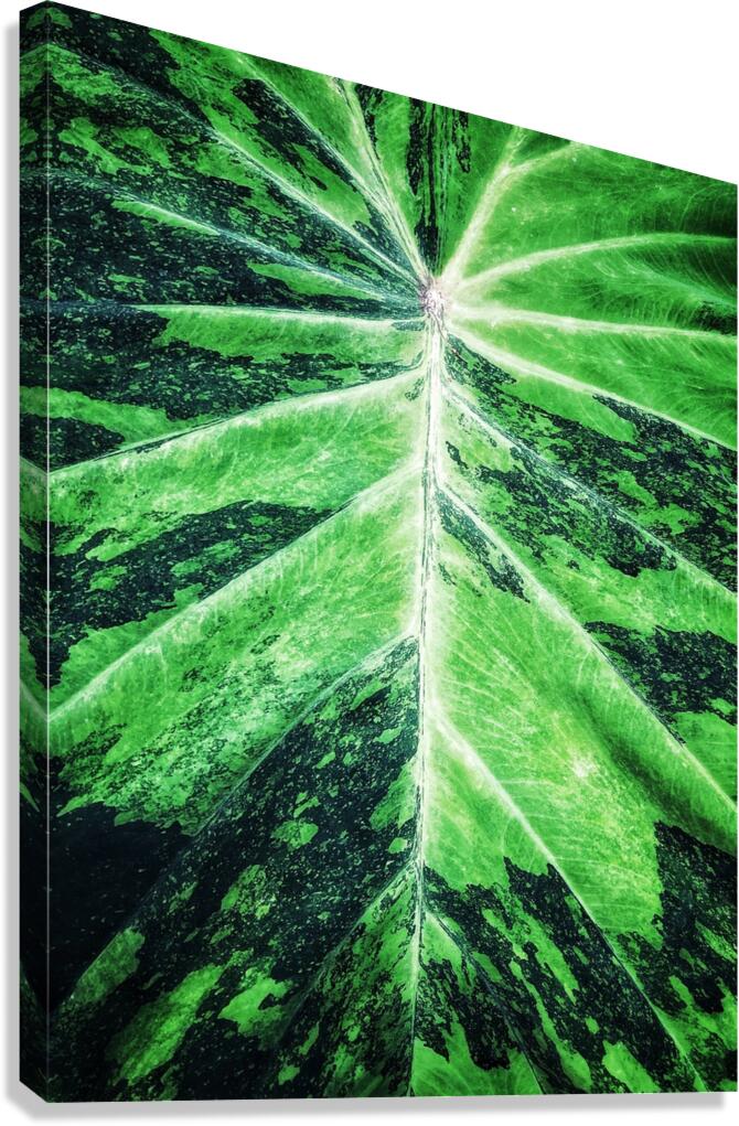 V1353 Canvas Print