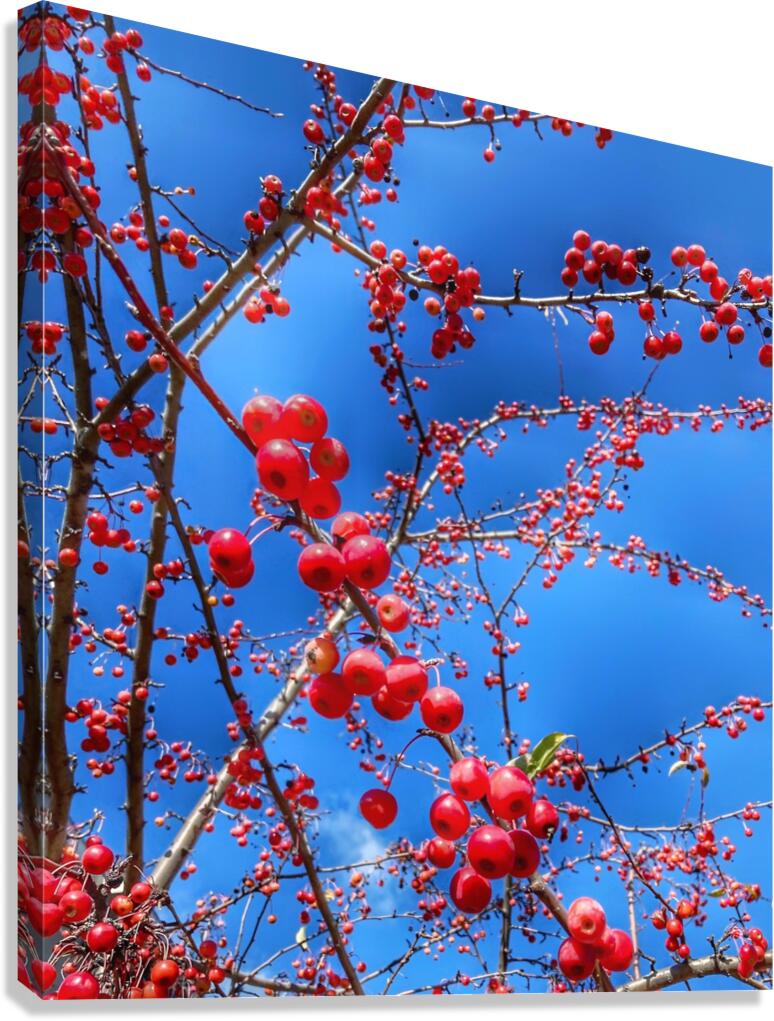 V1364 Canvas Print