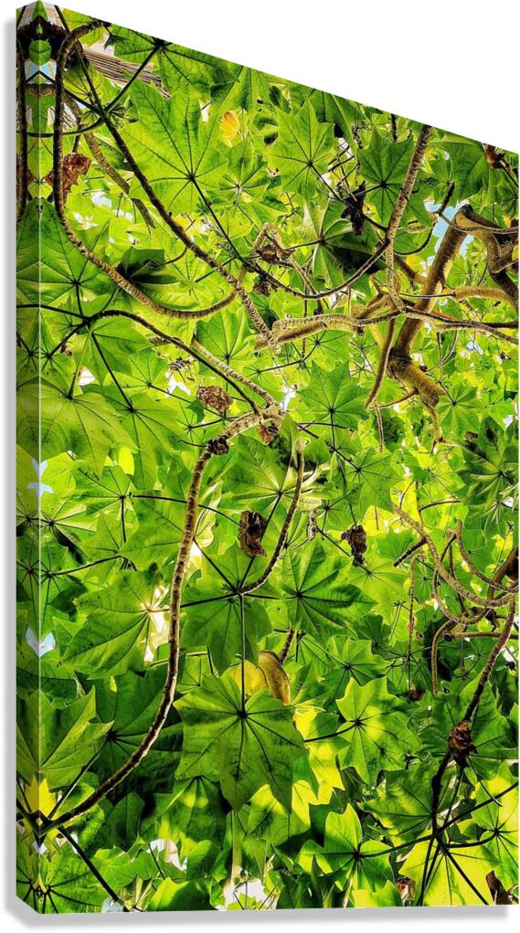V1367 Canvas Print